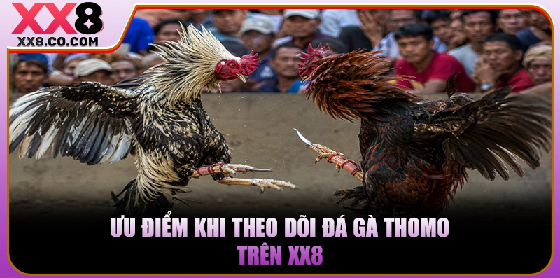 Ưu điểm khi theo dõi đá gà Thomo trên XX8 