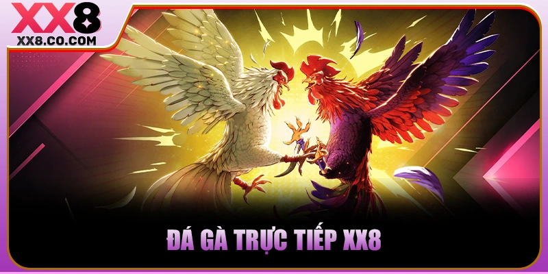 Đá gà trực tiếp XX8